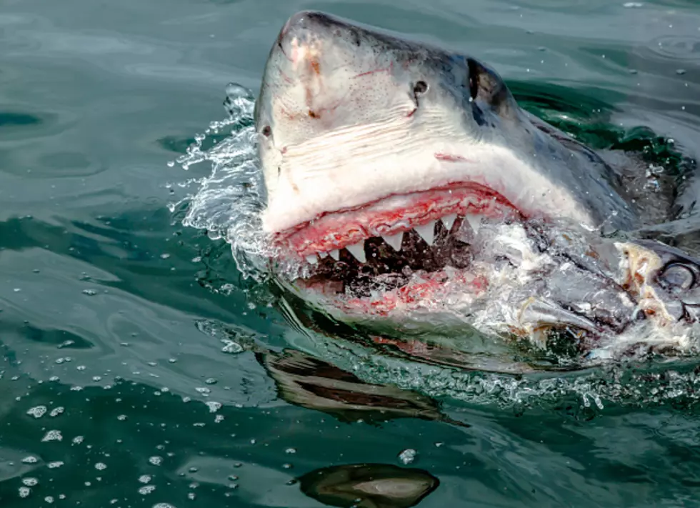 Shark Attack In Wyoming?