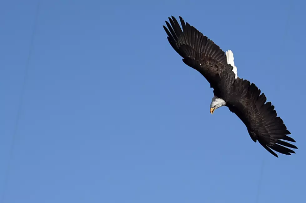 Powder River Basin Midwinter Eagle Count up From Last Year
