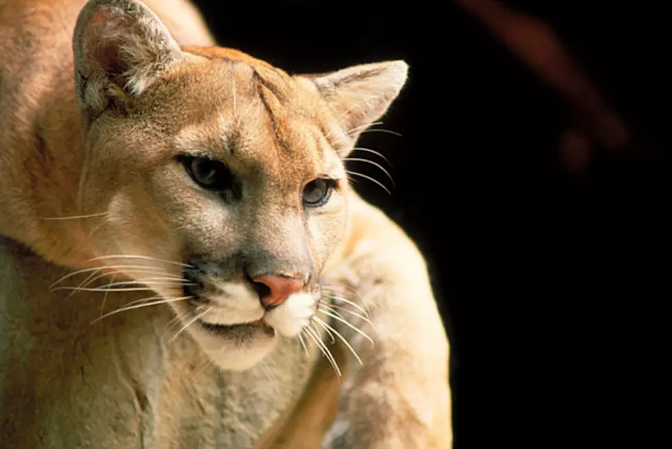 Mountain Lion Sighted in Cheyenne
