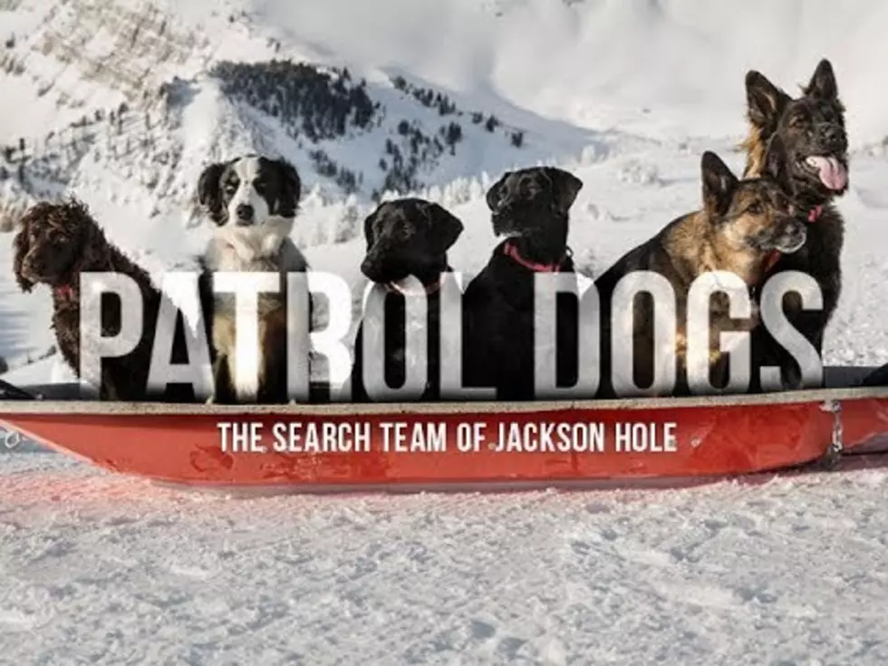 Snow Patrol Dogs Of Jackson Wyoming  [VIDEO]