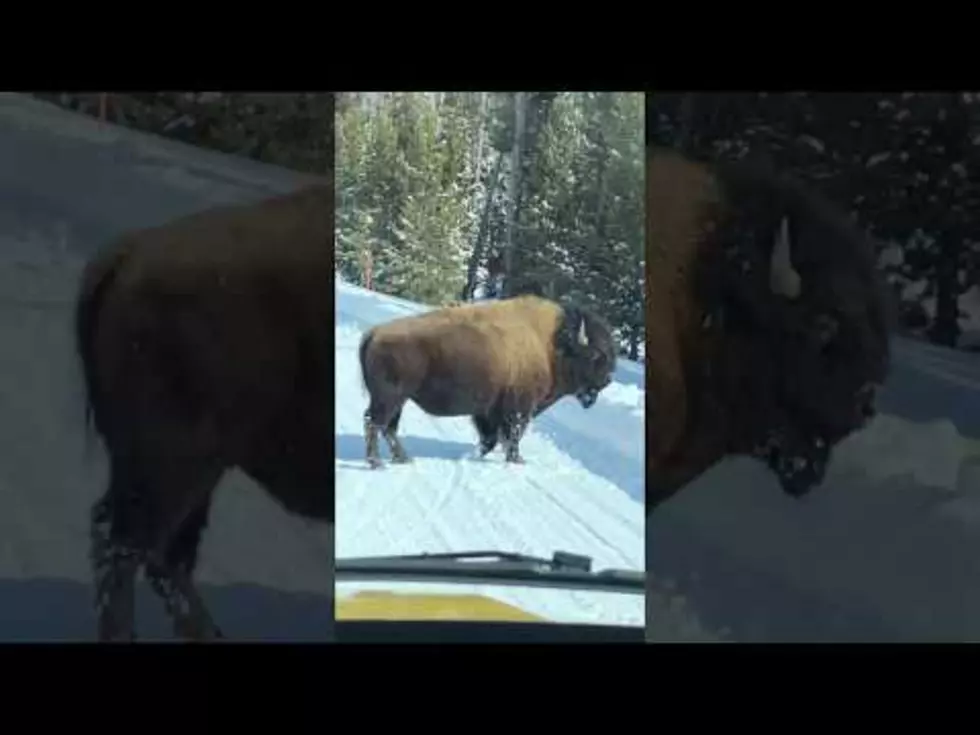 Yellowstone Bison charges Snowmobilers [VIDEO]