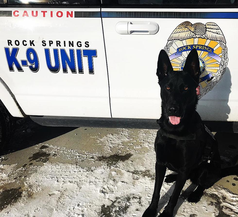 Wyoming Law Dog Goes From Death Sentence To Sniffing Out Crime