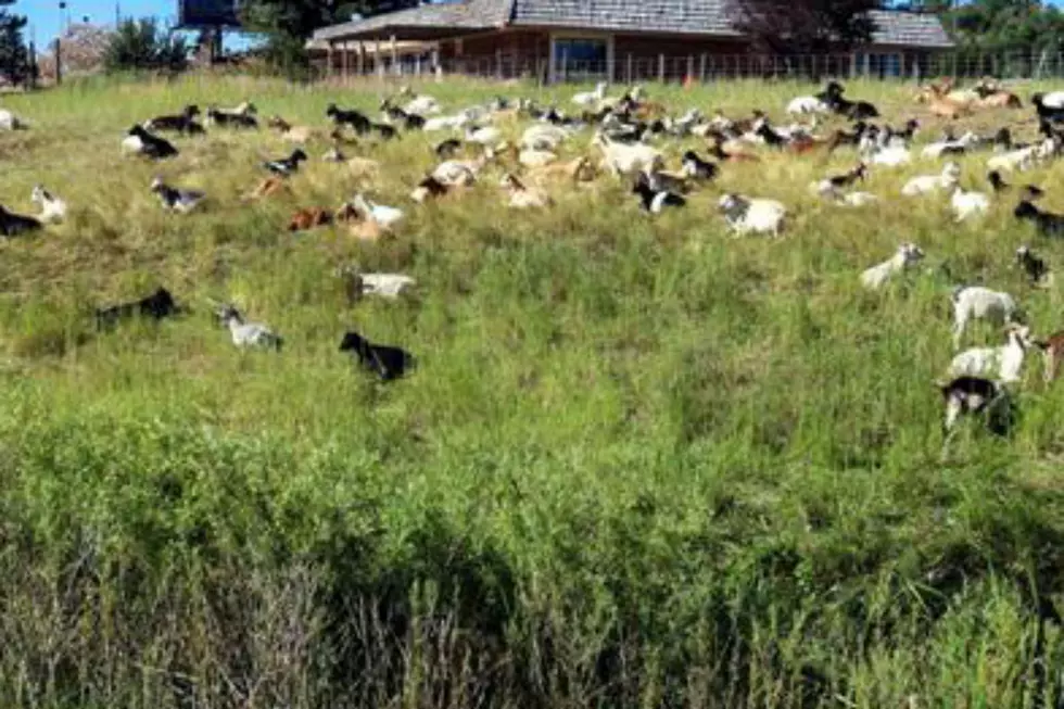They’re Baack: Weed Eating Goats Return to Cheyenne