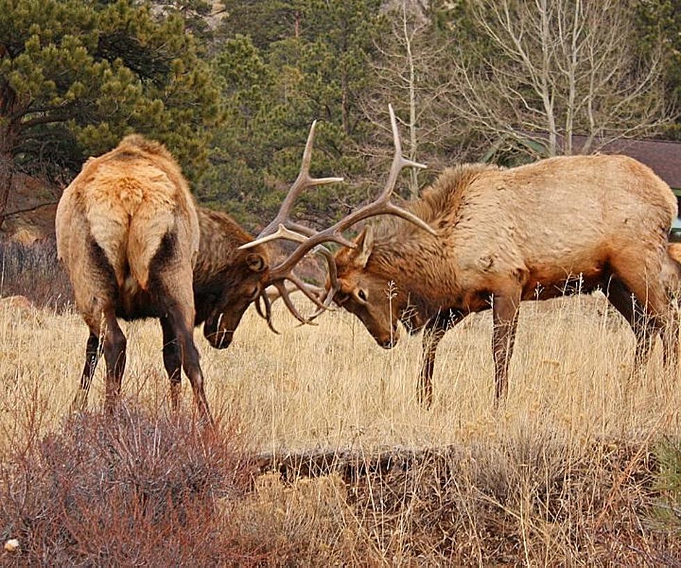 Watch Wyoming Wildlife Via Webcam