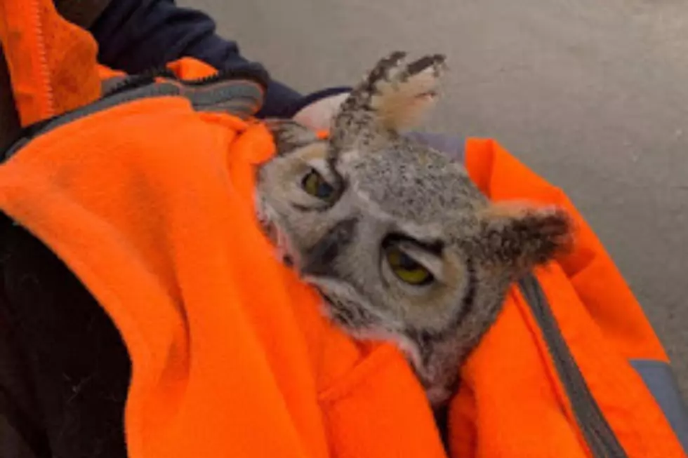 WYDOT Employees Rescue Owl