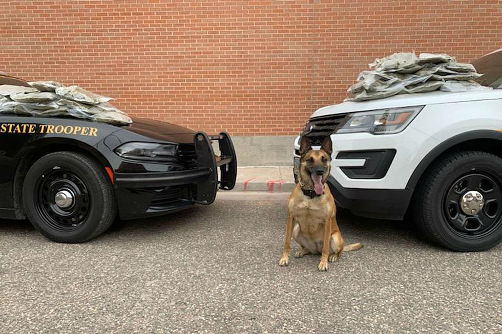 Laramie County K9 Sniffs Out 30 Pounds of Pot During Traffic Stop