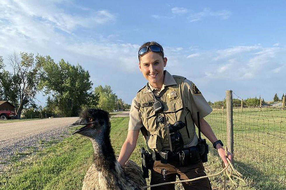 Laramie County Deputy Wrangles Loose Emu, Returns Bird Home