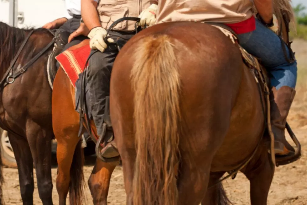 Laramie County Sheriff’s Office Seeking Info On Horsetail Thieves