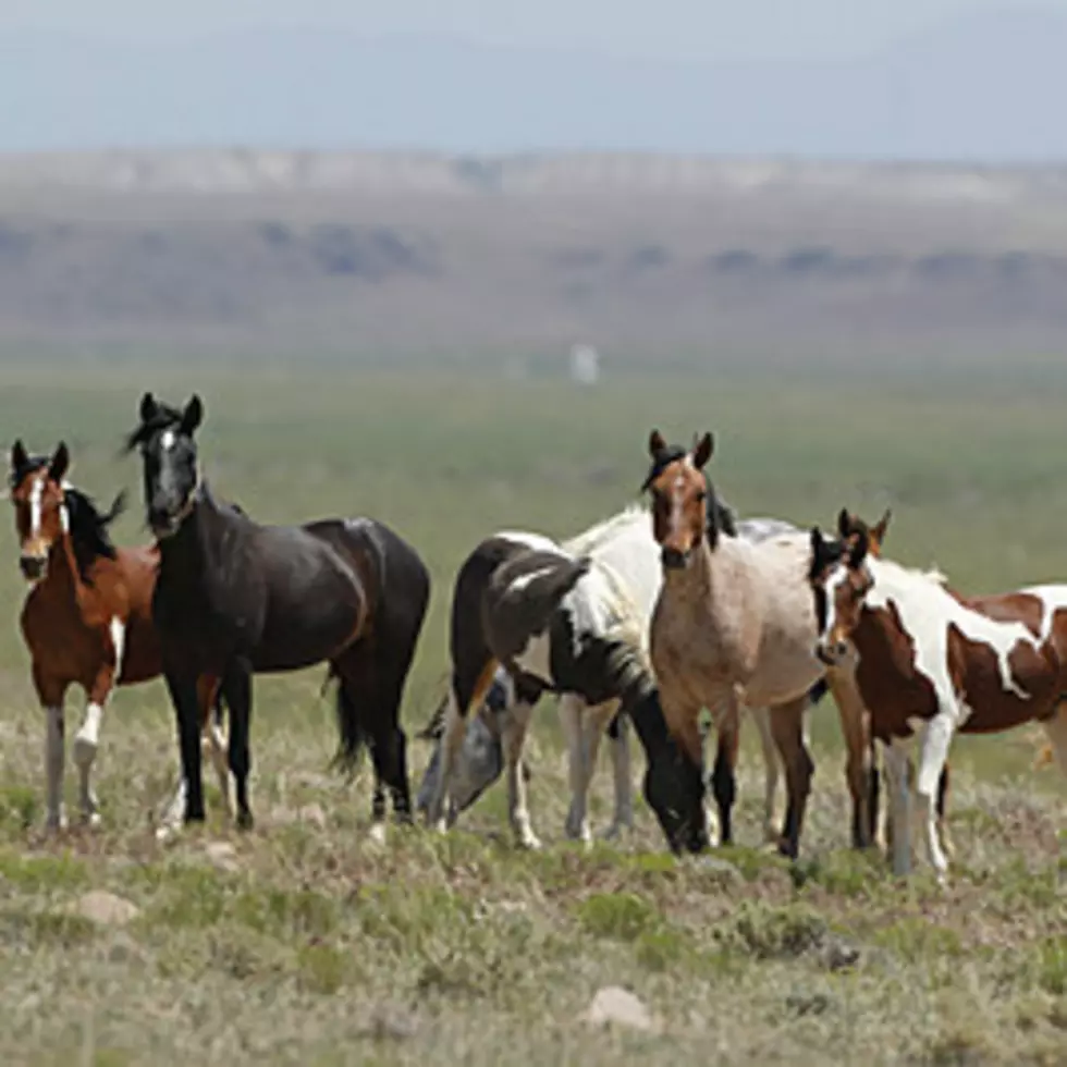 US Plans 50% More Wild Horse Roundups Amid Western Drought