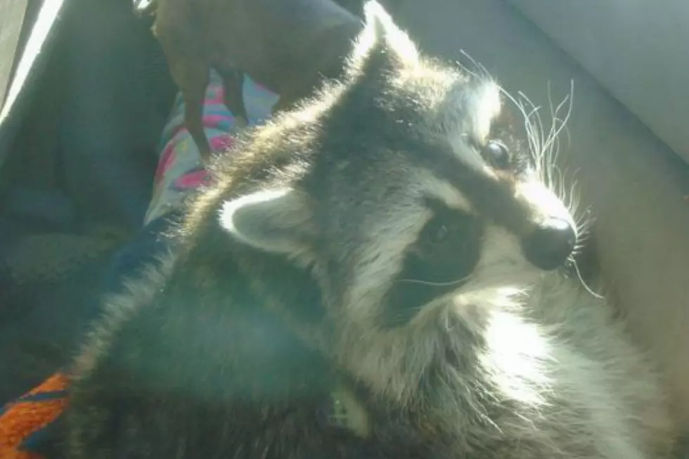 Deputies Recover Stolen Pickup With Pet Raccoon, 4 Dogs Inside