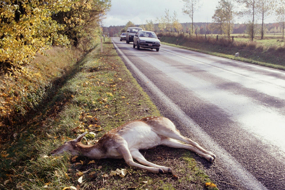 Wyoming 511 App Offers New Way to Collect Roadkill
