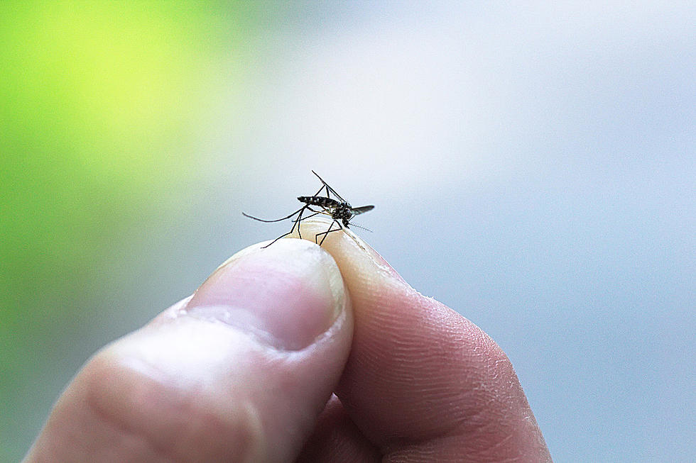 More Mosquitoes Test Positive For West Nile Virus In Cheyenne