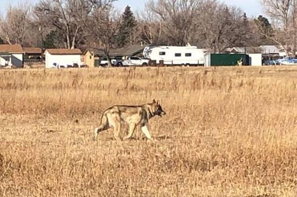 Deputies Called to Report of Wolves Near Cheyenne Elementary