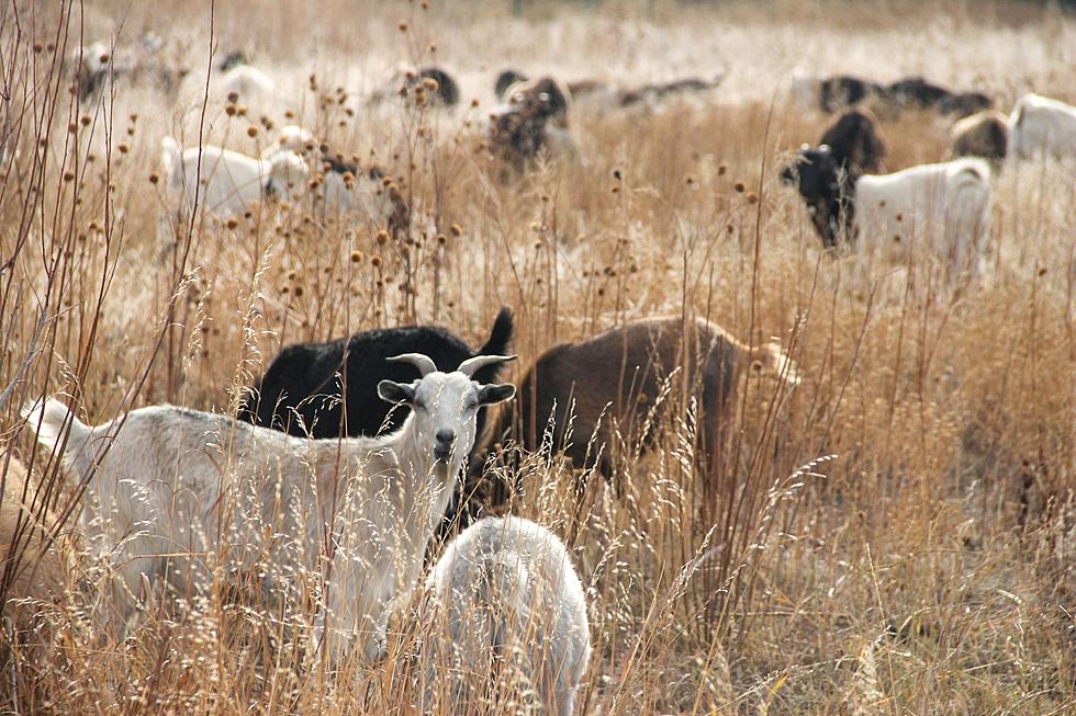 They're Baack! Goats Put to Work Eating Weeds in Cheyenne