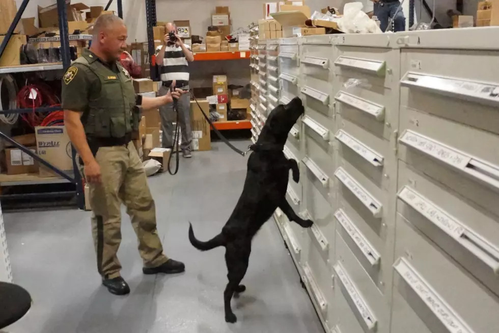 Meet Reno, Wyoming’s First Fentanyl-Detecting Police Dog