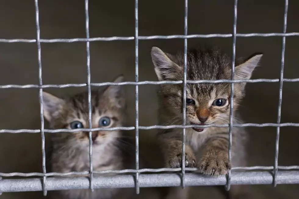 Cheyenne Animal Shelter Resumes Cat Adoptions, Intakes After Panleukopenia Outbreak