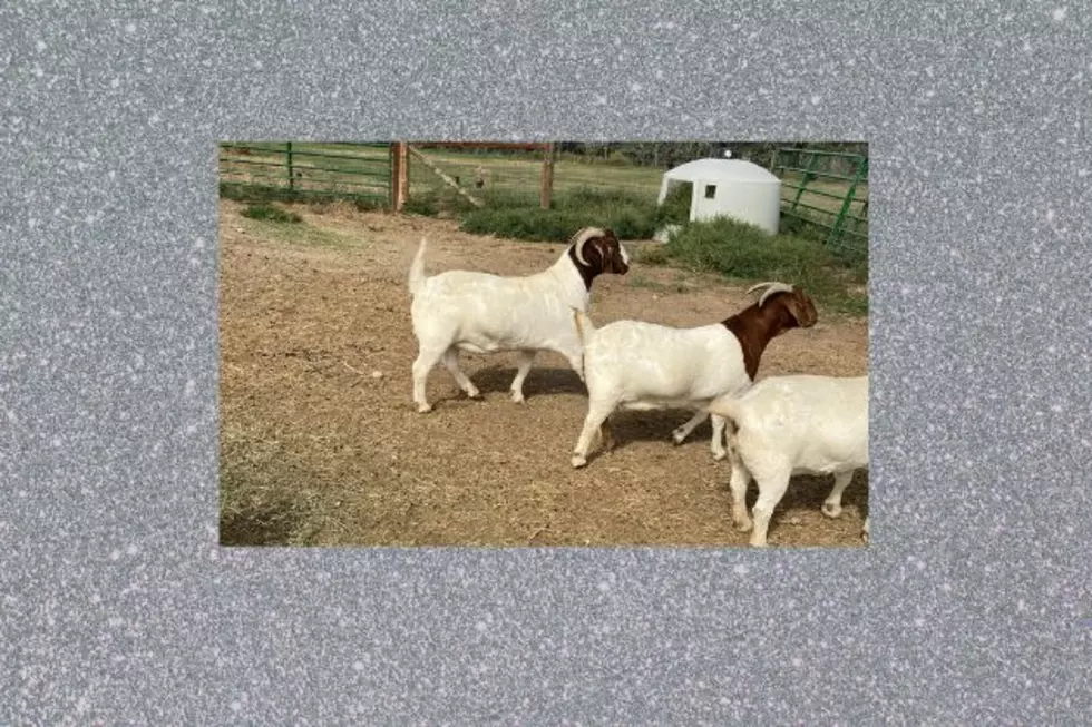 Weld County Authorities Looking For Stolen Show Goats