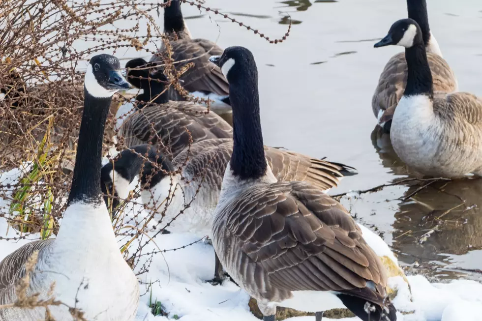 Bird Flu Detected in Dead Geese Found in Cheyenne's Lions Park
