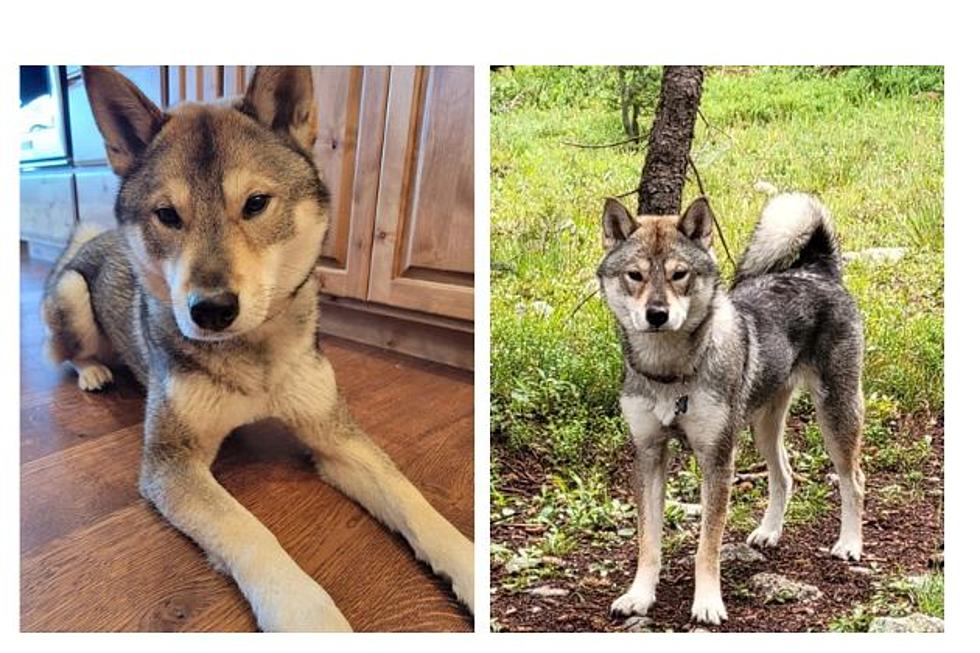 Cheyenne Police Asking For Help Finding Stolen Dog