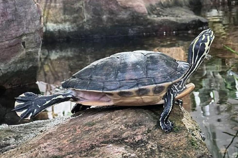 1 Week Left to Help Name Cheyenne Botanic Gardens’ New Turtles
