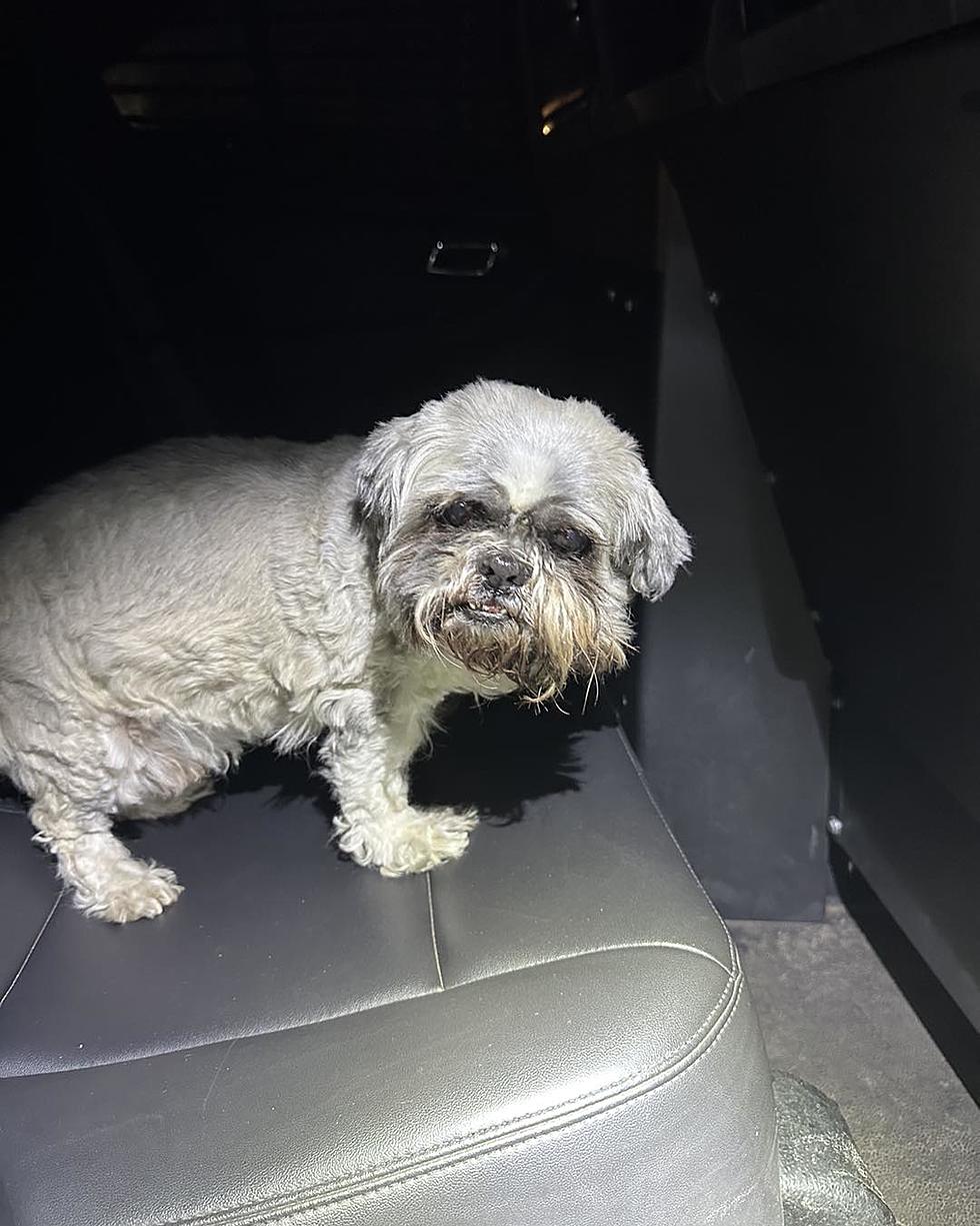 CPD Reports Finding Stray Dog, Owner(s) Sought