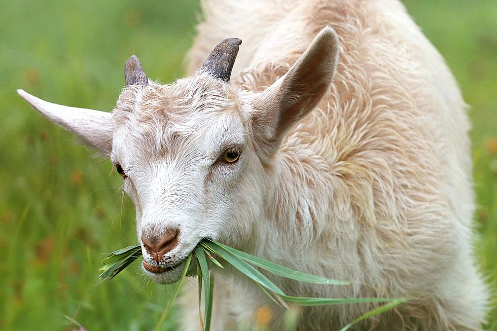Stand Baack I’ve Goat This! Goats Hired to Tackle Cheyenne’s Weed Problem