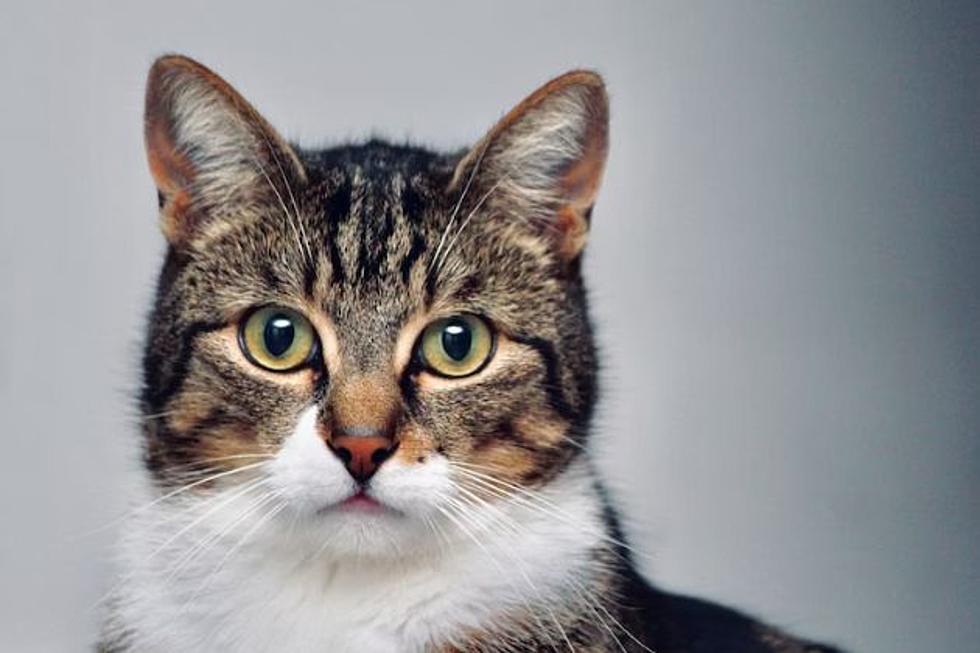 Laramie County Sheriff “Meow Mates” Program Helps Cats, Inmates