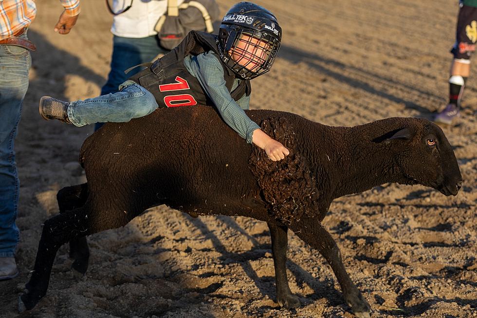 Photos: Central Wyoming Rodeo Mutton Bustin’-Tuesday