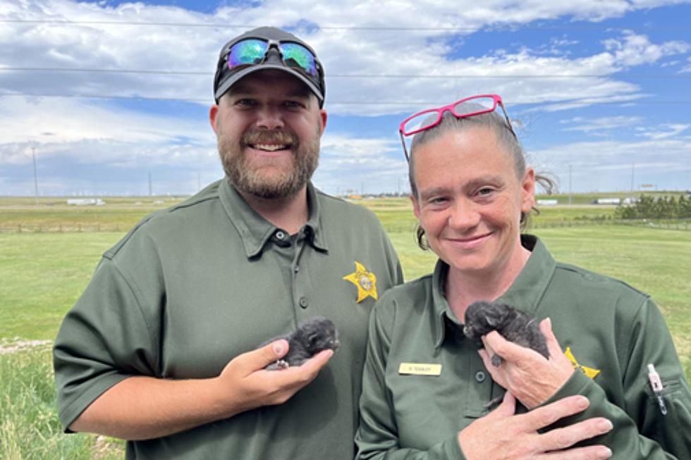 Cheyenne Animal Control Officers Save Mama Cat and Kittens From Grilling