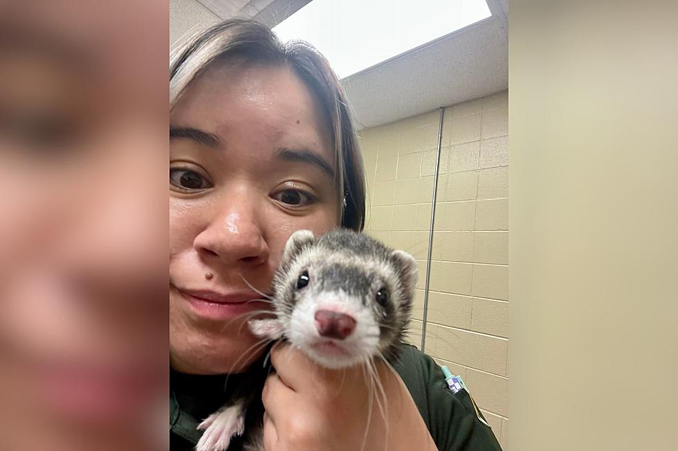 Ferret Reunited With Family After Being Rescued From Window Well