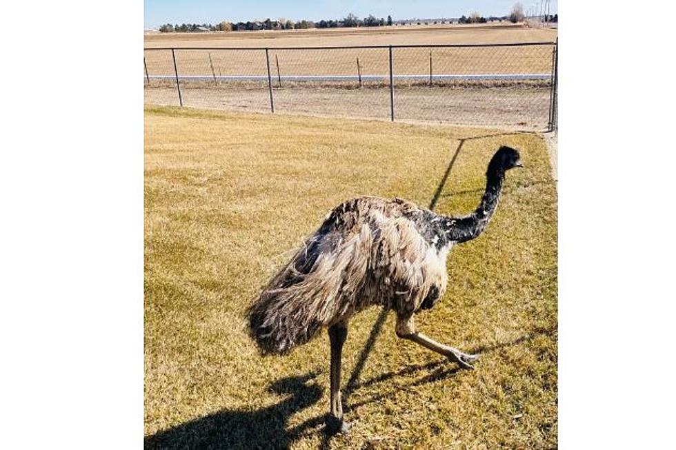 Watch Weld County Deputies Capture Runaway Emu [Video]