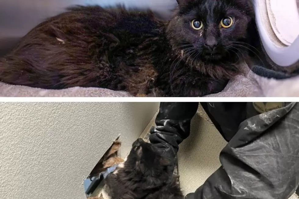 Cheyenne Animal Control Rescues Cat Trapped In Wall