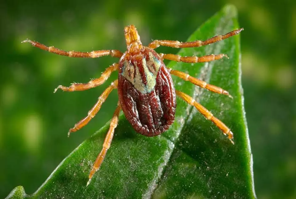 Wyoming Department Of Health Issues Tick Danger Warning
