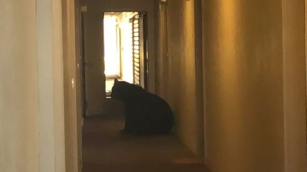Montana Reporter Finds Bear in His Apartment Building