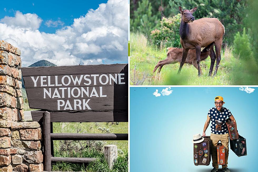 And Now They Go For the Elk…Yellowstone Tourists At It Again