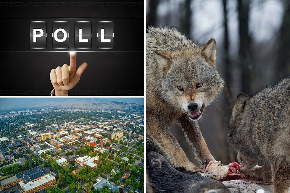 Let’s Call BS: Breaking Down the Pro Wolf Poll in Montana