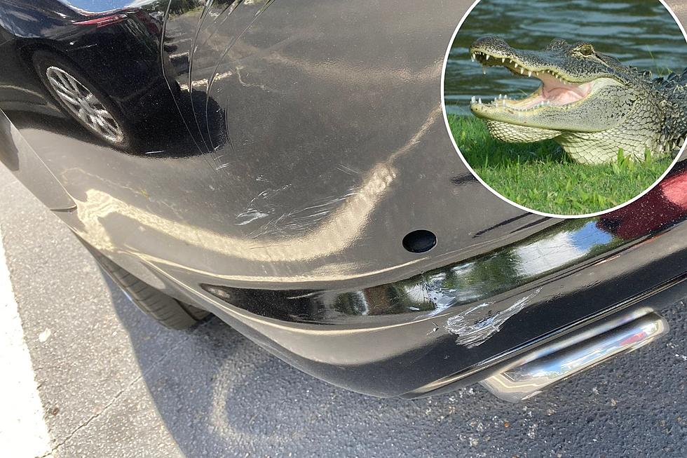 Alligator Damages Tuscaloosa, Alabama Woman's Car During Storm