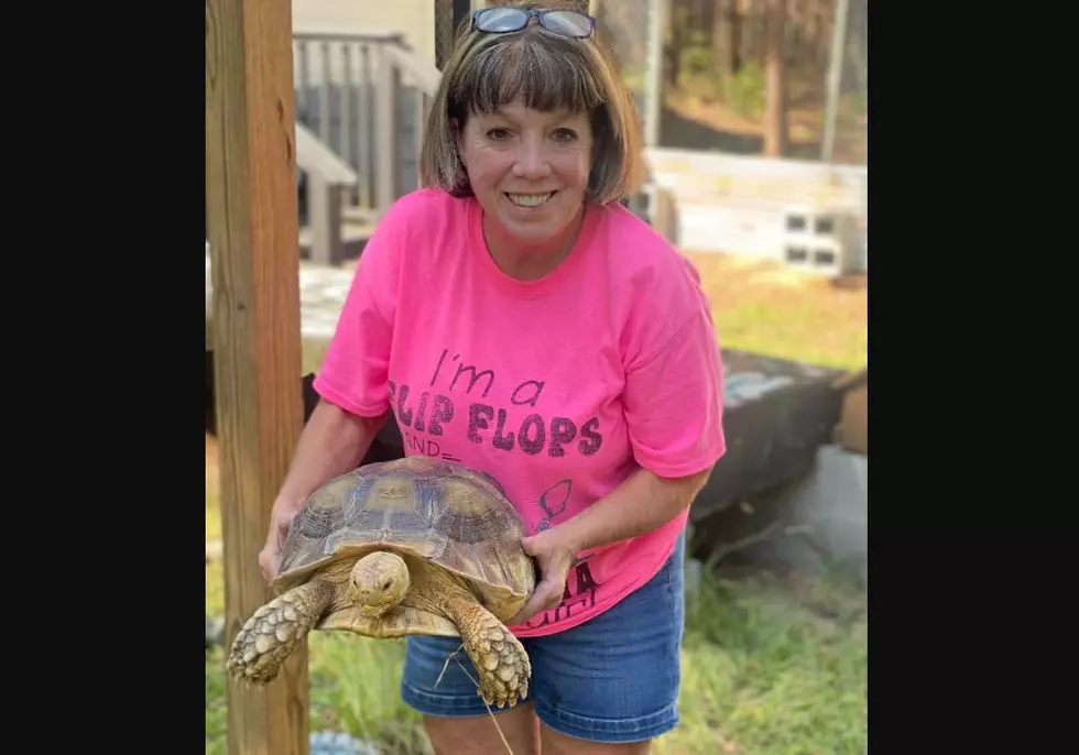 Missing Tortoise Returned to Owners in Tuscaloosa County in the Night