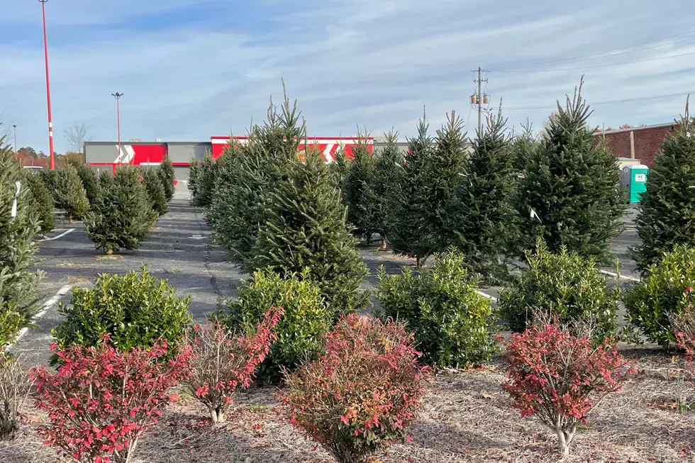 5 Spots to Buy Christmas Trees In and Around West Alabama Now