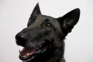 Tuscaloosa Bars Donate $20,000 to Replace Retiring Police Dog