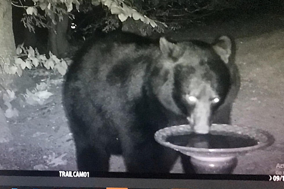 Bear Spotted Walking Around in Somersworth, New Hampshire