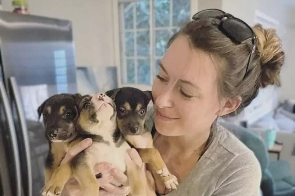 Dover Native Helping Stray Dogs from Guam Find Homes in New Hampshire, and One Could Be Yours