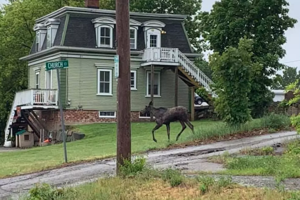 Moose Spotted on the Loose in This New Hampshire Neighborhood