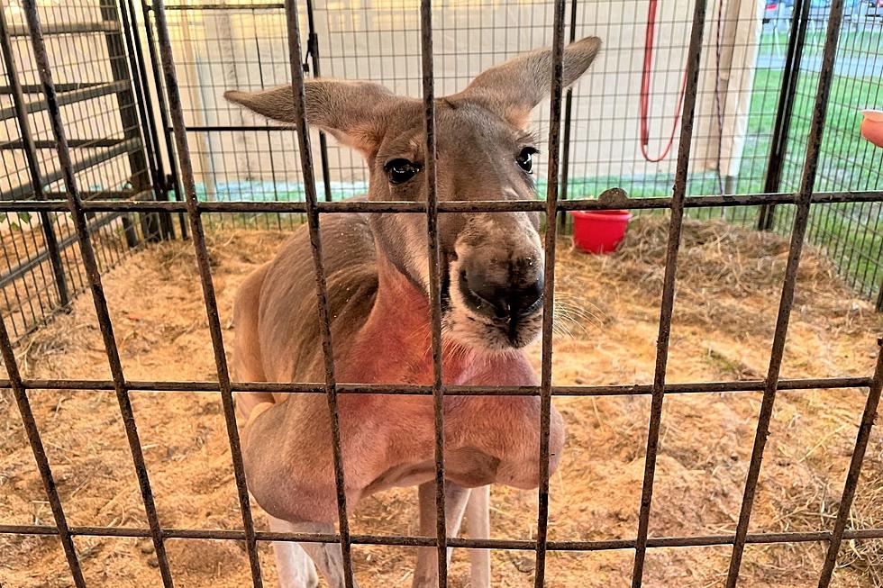 Caged Kangaroo at Granite State Fair Causes Controversy in NH