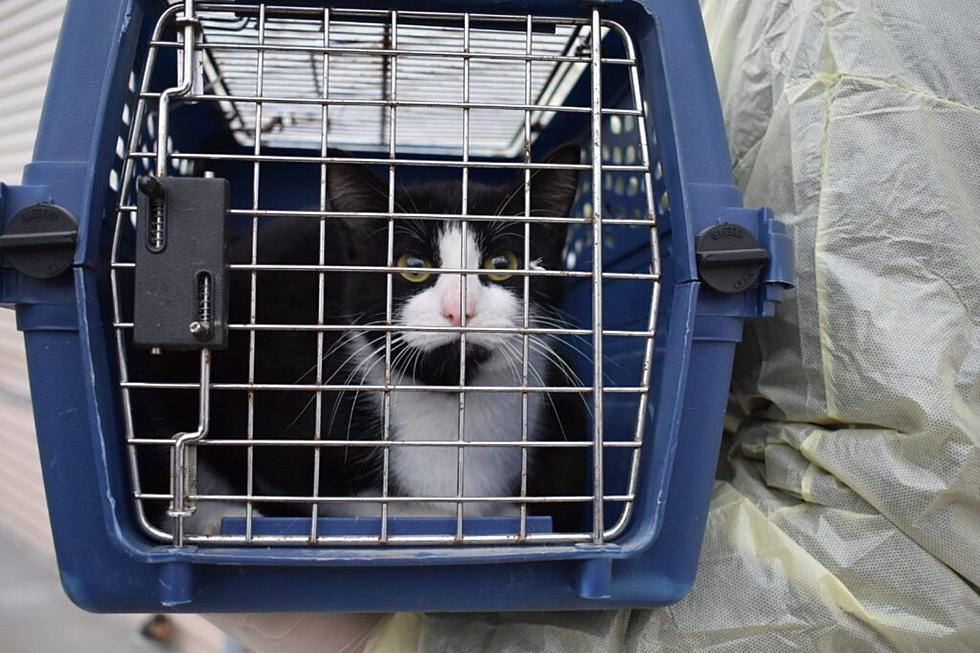 NH SPCA Rescues 67 Cats from ‘Overrun’ Home (PHOTOS)