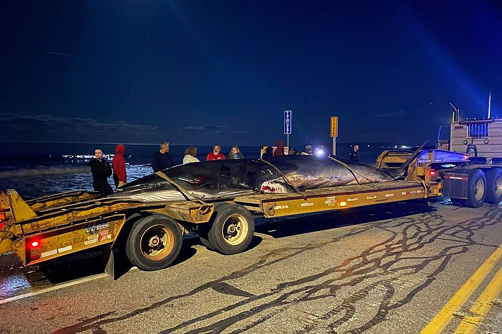 Stranded Whale Found on Long Sands Beach in York, Maine
