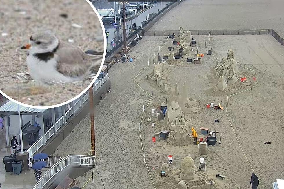 Hampton Sand Sculpture Fireworks Canceled Because of Plovers