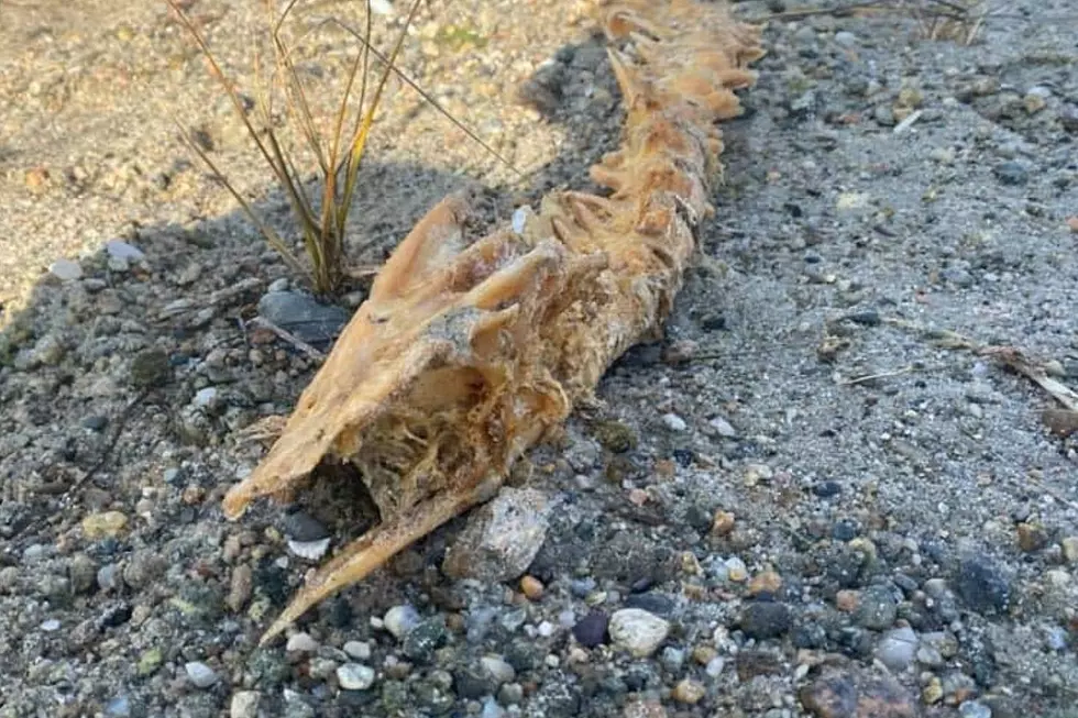 A Sea Monster on the Massachusetts Coast or Just a Giant Fish Skeleton?
