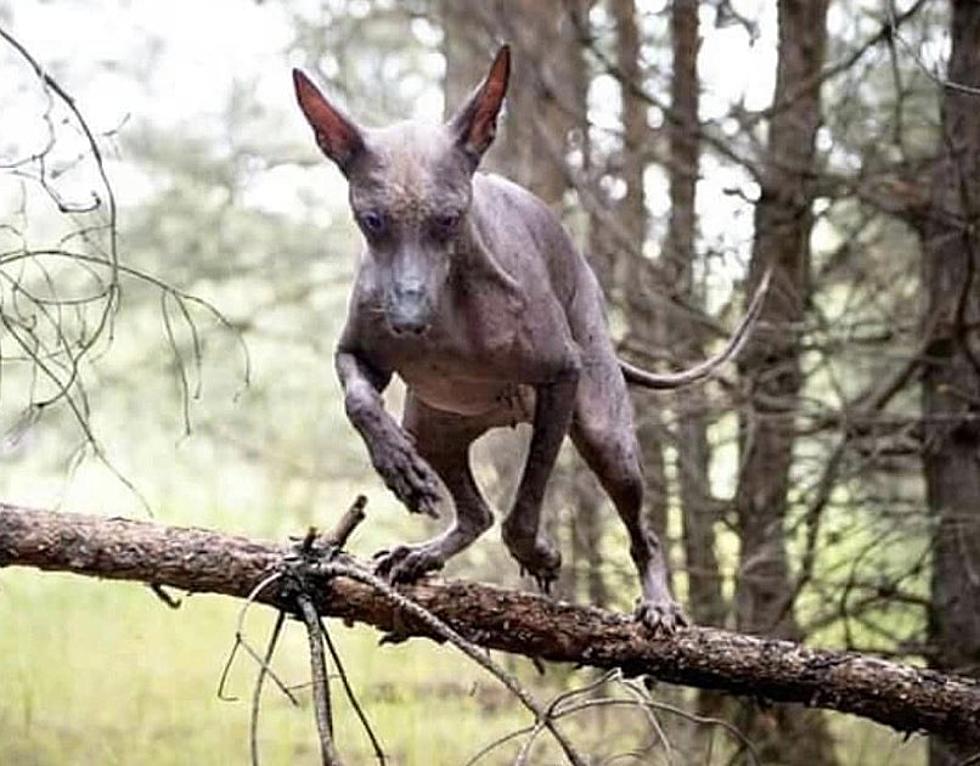 Strange Animal Reportedly Caught on Trail Camera Near Baton Rouge