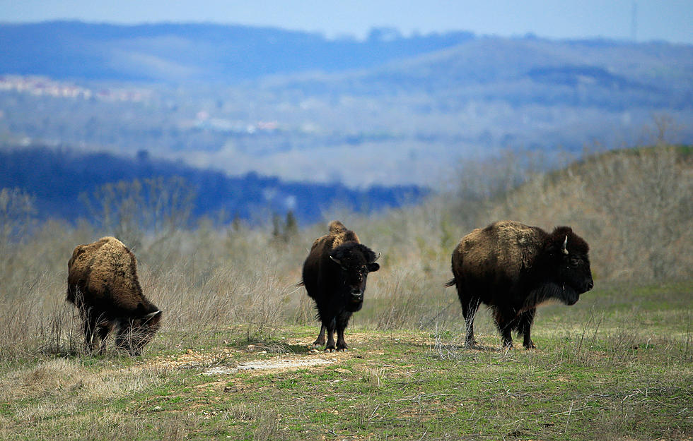 No, Bison Aren&#8217;t Leaving Yellowstone Because of a Super Volcano